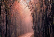 足球联赛最新情报即将全面公开